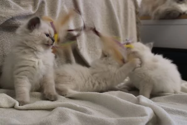 Ragdoll cucciolo con pedigree