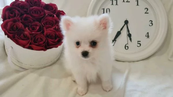 Pomerania maschio di 12 settimane