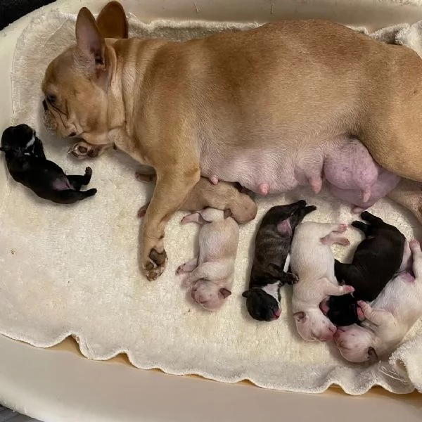 Regala cuccioli di bulldog francese | Foto 0