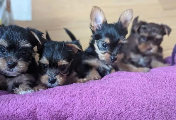 Regala cuccioli di Yorkshire | Foto 2