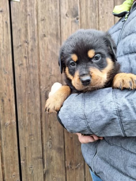 Regala cuccioli di Rottweiler | Foto 2