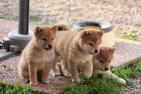 Disponibili Cuccioli Shiba inu