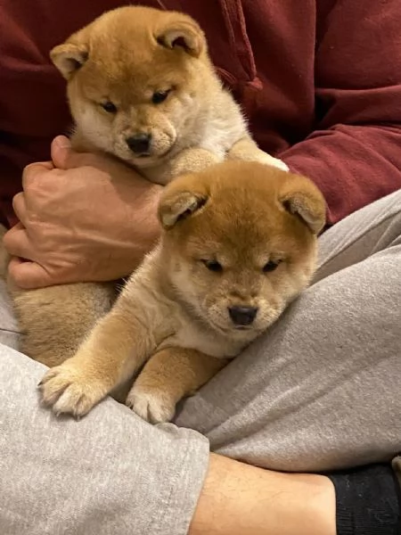 Disponibili Cuccioli Shiba inu | Foto 1