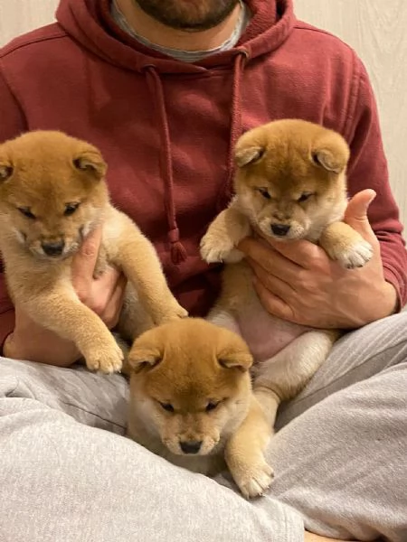 Disponibili Cuccioli Shiba inu | Foto 0