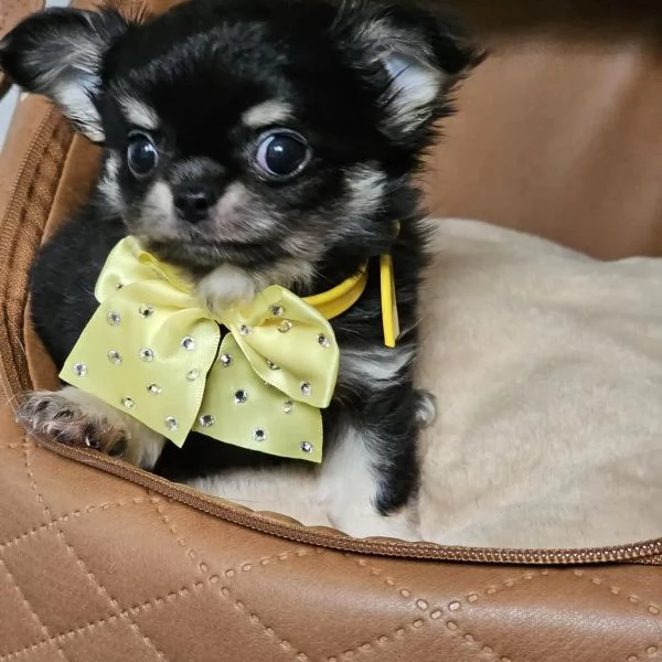 Chihuahua femmina 