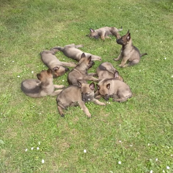 Vendo cuccioli di pastore tedesco grigio linea da lavoro