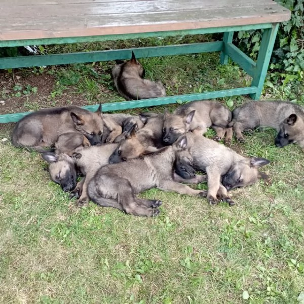 Vendo cuccioli di pastore tedesco grigio linea da lavoro | Foto 2