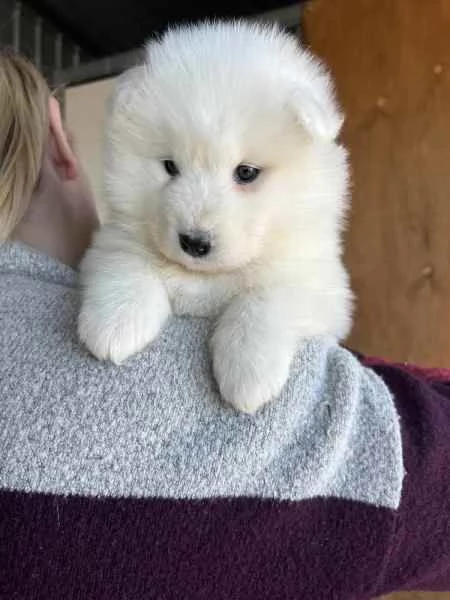 CUCCIOLI SAMOIEDO | Foto 3