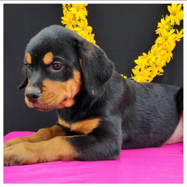 Razza - Cuccioli di Rottweiler | Foto 1