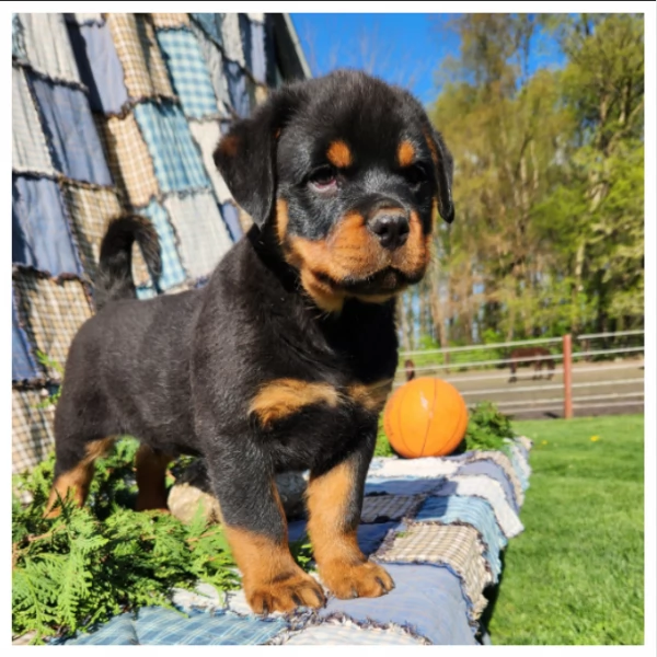 Razza - Cuccioli di Rottweiler