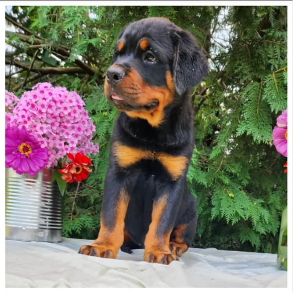 Razza - Cuccioli di Rottweiler | Foto 0