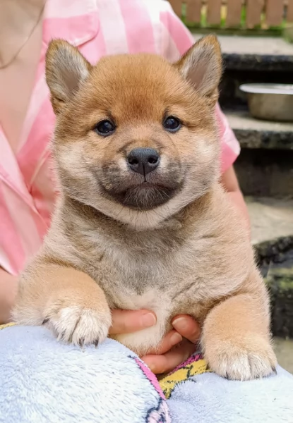 Cuccioli di Shiba Inu | Foto 0