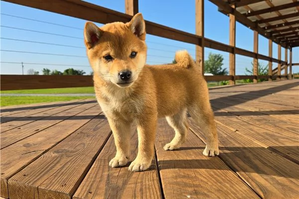 Cuccioli di Shiba Inu