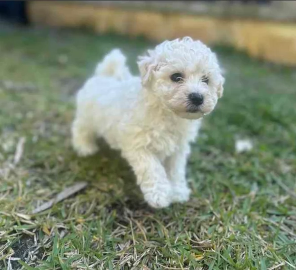 Bellissimi Cuccioli di Bichon Frise