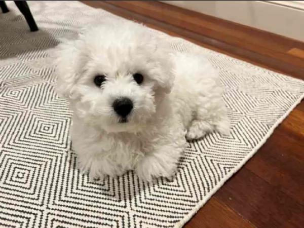 Bellissimi Cuccioli di Bichon Frise | Foto 2