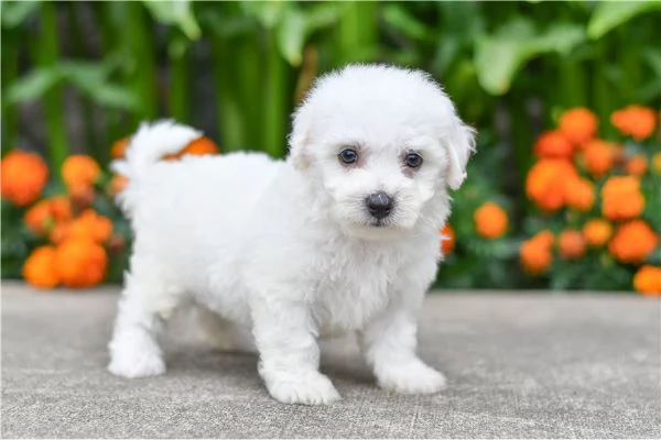 Bellissimi Cuccioli di Bichon Frise | Foto 1