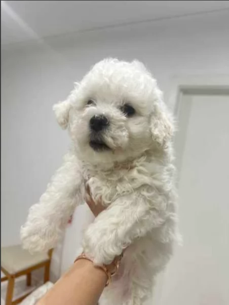 Bellissimi Cuccioli di Bichon Frise | Foto 0