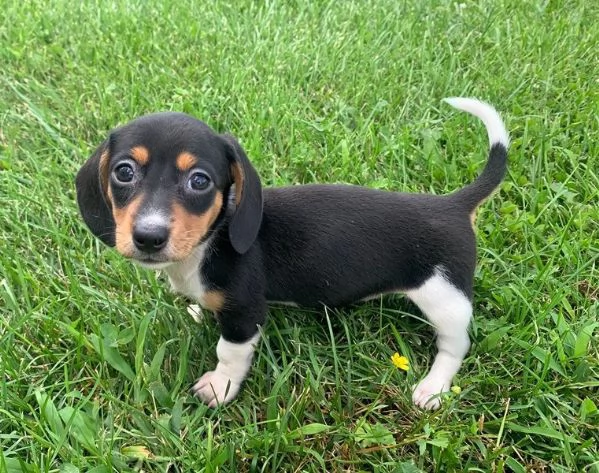 Splendidi cuccioli di Bassotto in Miniatura