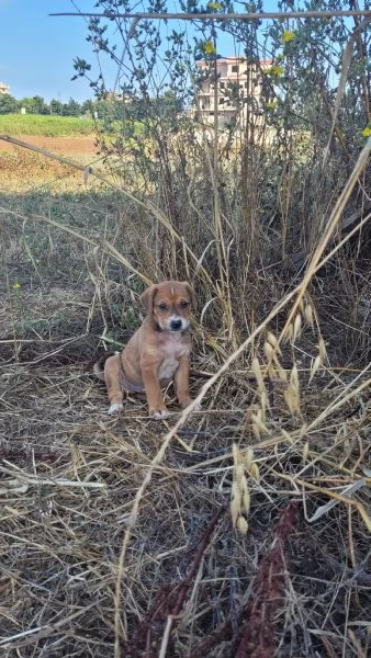 Cerchiamo amore..... persone che amano i animali