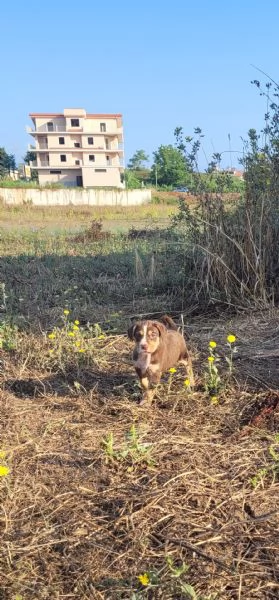 Cerchiamo amore..... persone che amano i animali | Foto 3