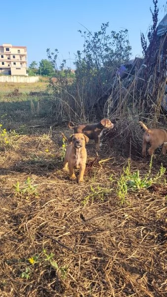 Cerchiamo amore..... persone che amano i animali | Foto 2