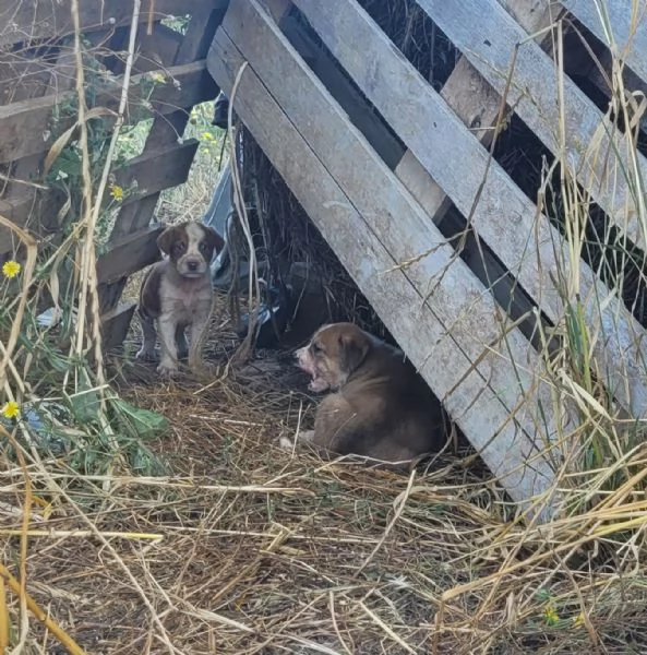 Cerchiamo amore..... persone che amano i animali | Foto 1