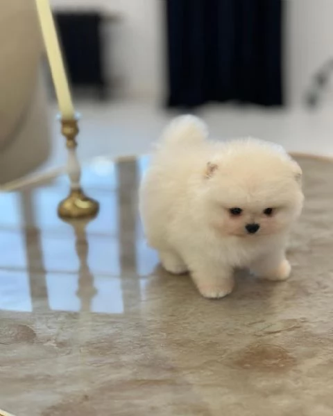 Regala dei cuccioli di Volpino Pomerania