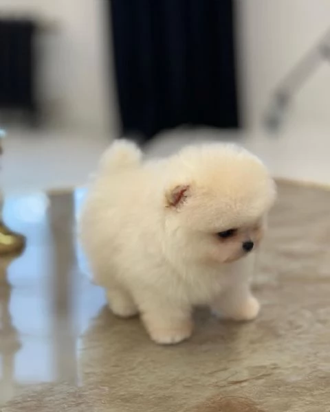 Regala dei cuccioli di Volpino Pomerania | Foto 1