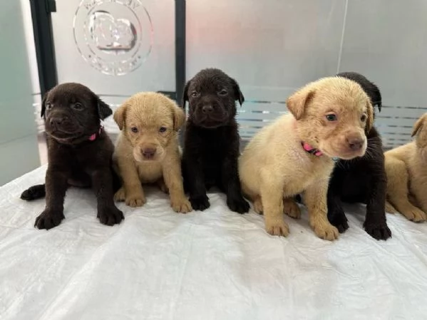 Regala dei cuccioli di Labrador | Foto 1