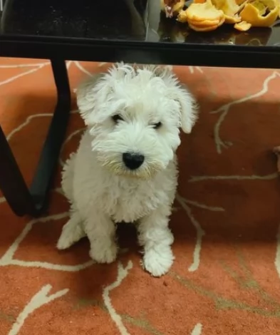 Cuccioli di schnauzer