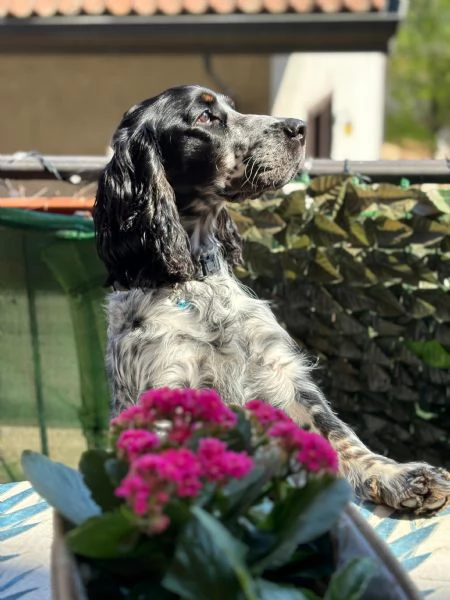 Regalo Cocker Spaniel | Foto 3