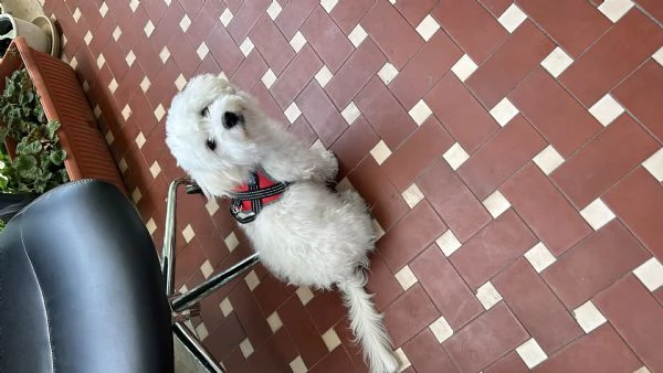 Piccolo cucciolo maltese | Foto 0