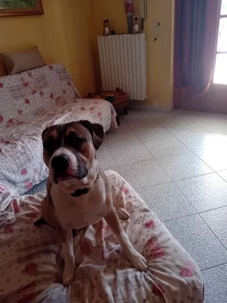 Amstaff  | Foto 1