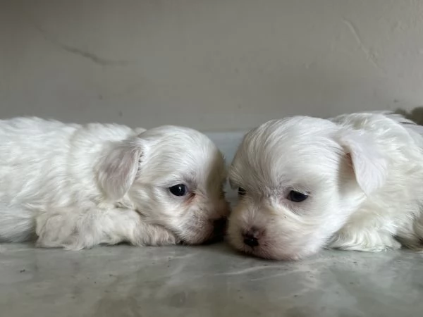 Vendo maltese di un mese  | Foto 5