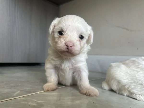 Vendo maltese di un mese  | Foto 2