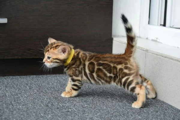 cuccioli bengal