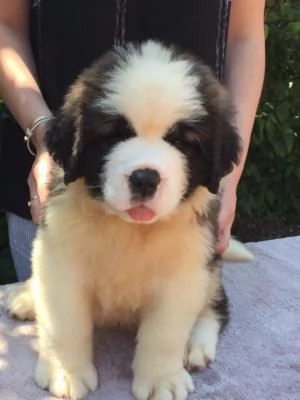 pura razza cuccioli di san bernardo per adozione