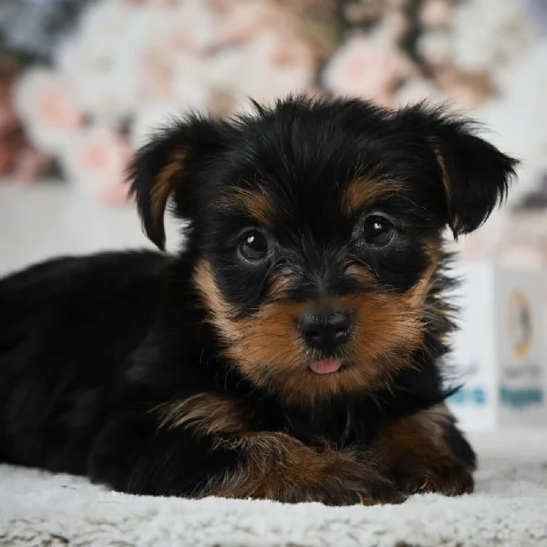 REGALO Yorkshire Terrier 