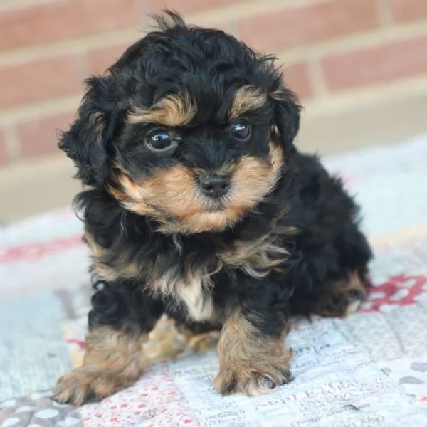 REGALO Yorkshire Terrier  | Foto 0