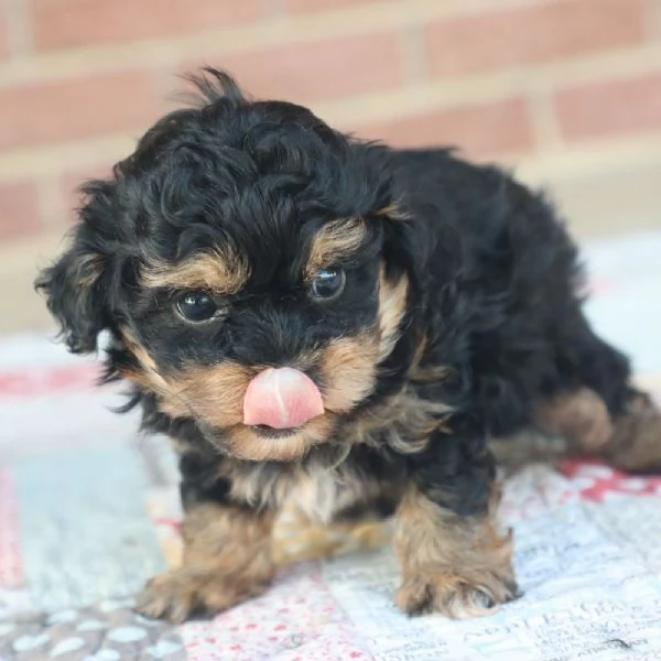 REGALO Yorkshire Terrier 