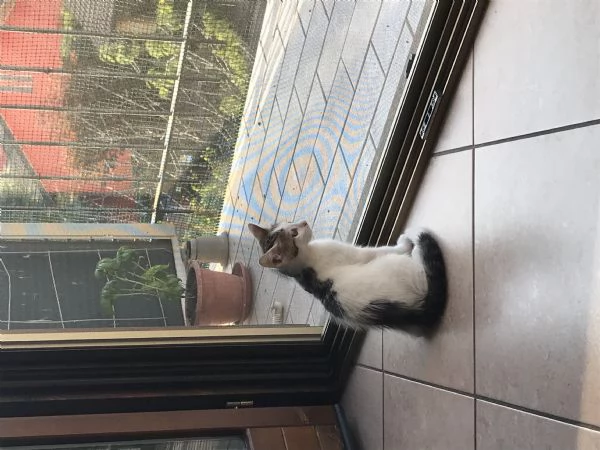 Regalo gattina di 2 mesi | Foto 3