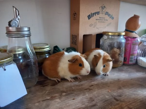 Bellissime cavie peruviane a Genova  | Foto 3