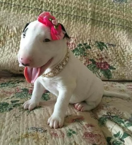 Bull terrier cuccioli pronti per l'adozione