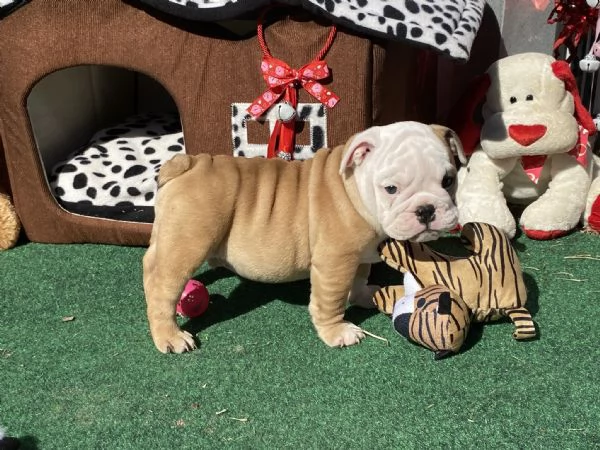 Regalo cuccioli bulldog inglese per l'adozione