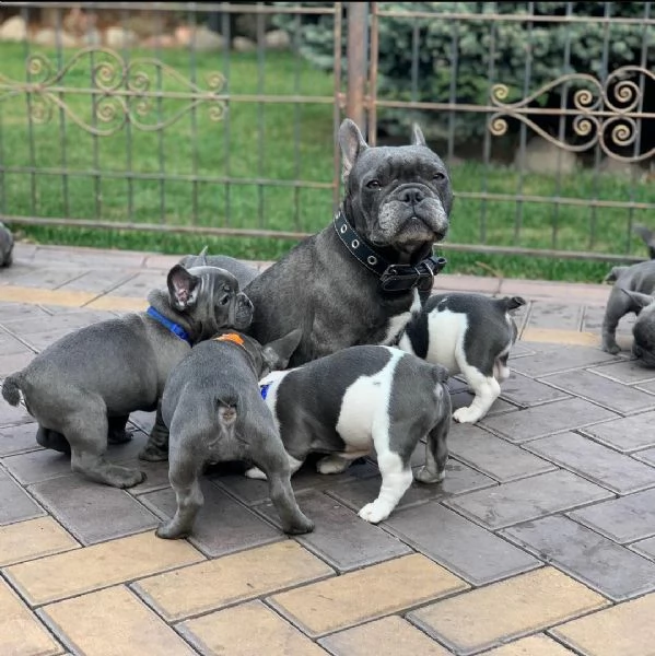 regalo maschio e femmina bouledogue francese con pedigree