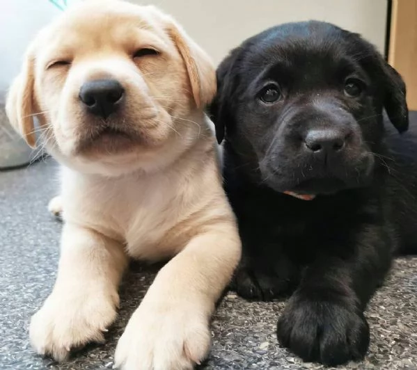 Regalo adorabili cuccioli di la labrador chicolato