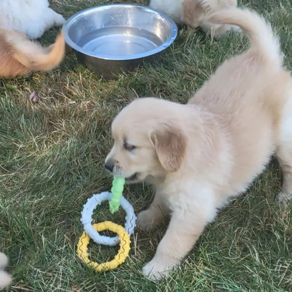 regalo golden retriever cuccioli per l'adozione