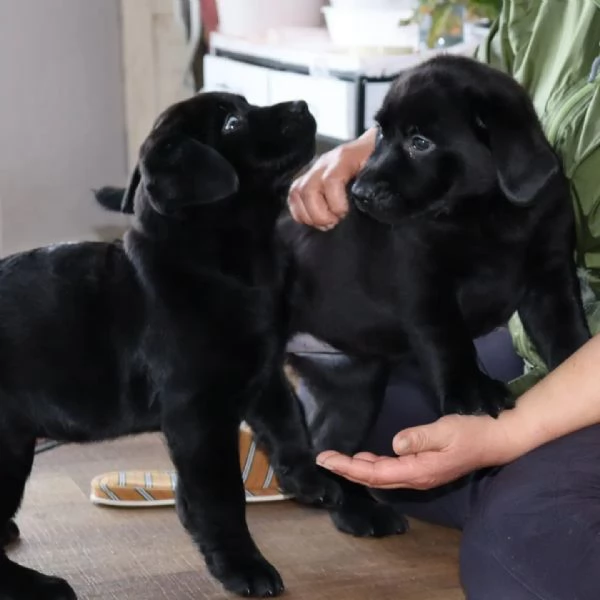 Regalo cucciolata di labrador retriever