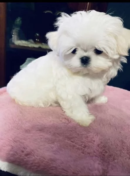 Regalo maltese toy cuccioli disponibile per l'adozione