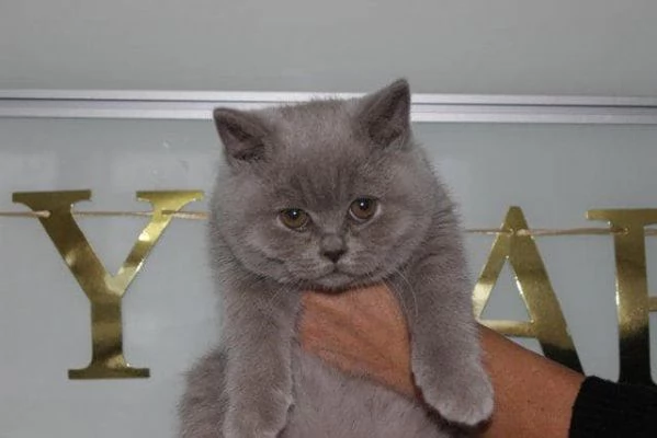 Due cucciole british shorthair